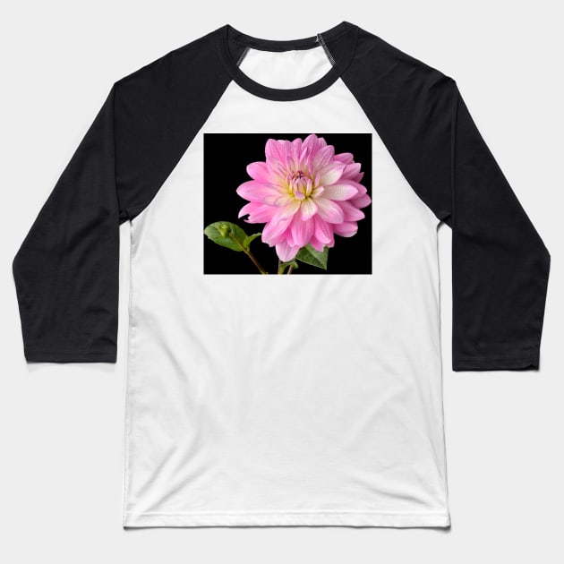 Dahlia Baseball T-Shirt by richard49